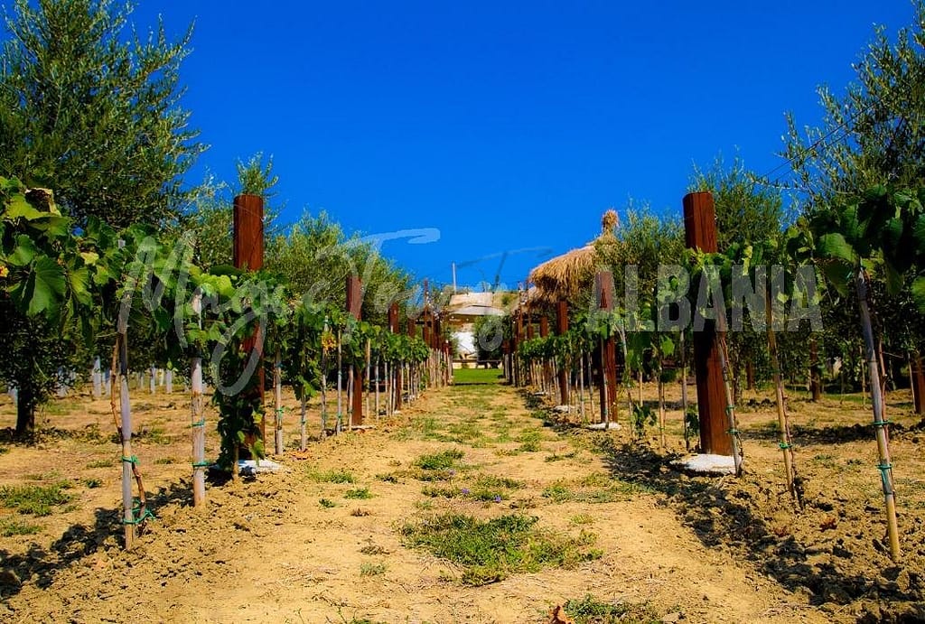 My Personal Guide On The Top 8 Best Things To Do In Durrës Albania 10 Excellent Thing to do in Durres Albania Abaia Winery