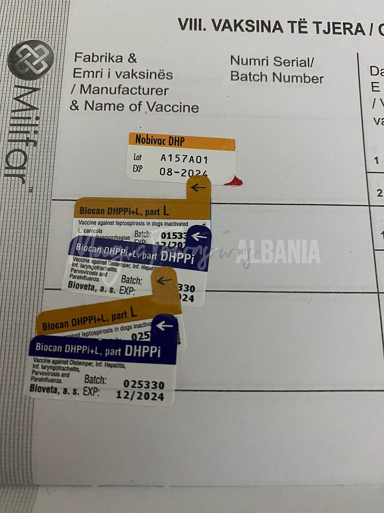 Sådan flytter du med et kæledyr i Albanien 6