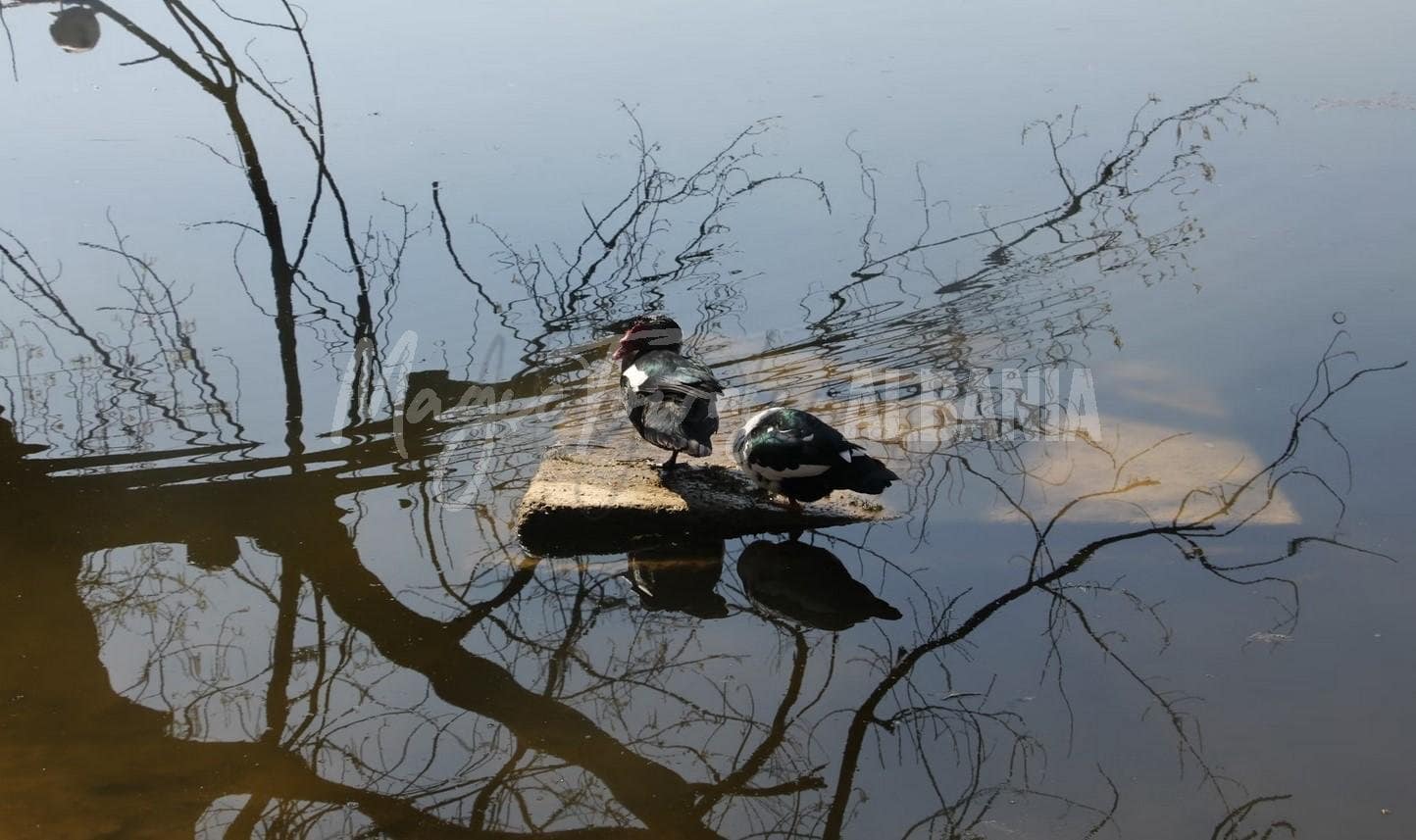 Canards dans un lac