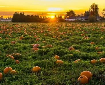 November events in Tirana