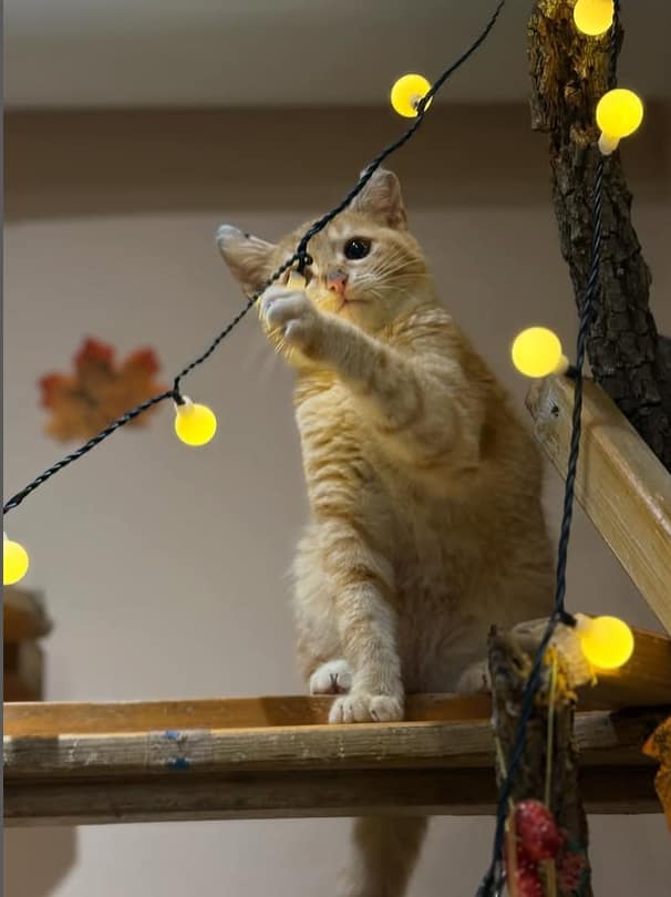 December Events in Tirana 6