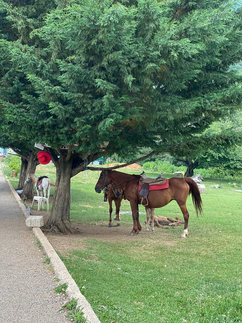 Parc national de Dajti