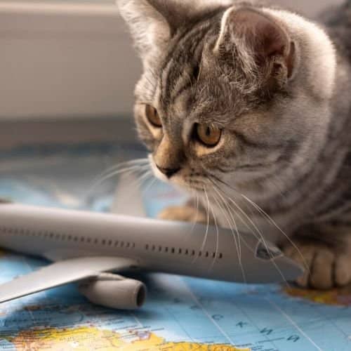 Relocate with a pet in Albania