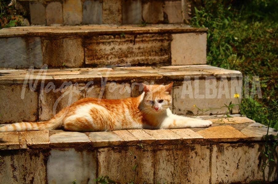 Orangefarbene Katze auf der Treppe