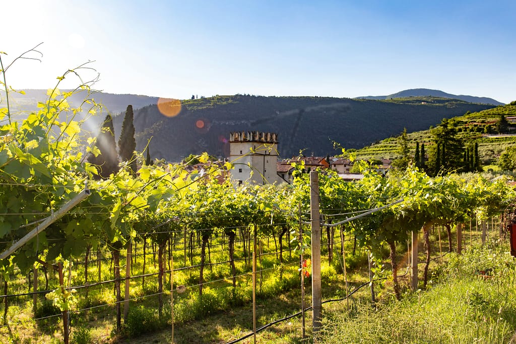 Les meilleures villes de Vénétie pour les amateurs de vin 12 Les amateurs de vin