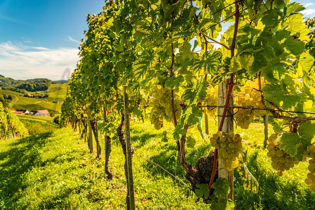 Les meilleures villes de Vénétie pour les amateurs de vin 10 Les amateurs de vin