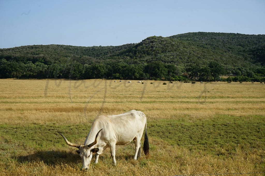 Vivre à Grosseto