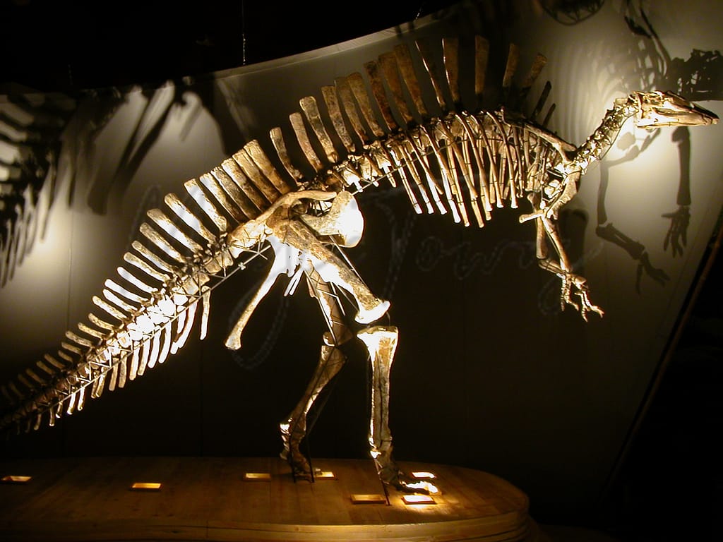 Guida ai migliori musei di storia naturale e alle attrazioni locali del Veneto 7