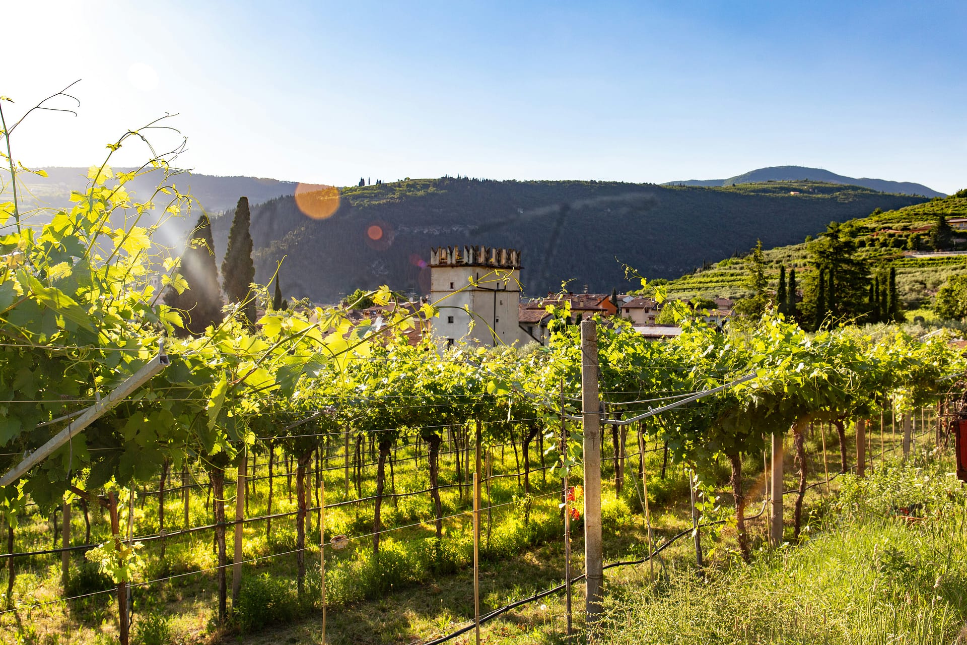 Les meilleures villes de Provence pour les amateurs de vin