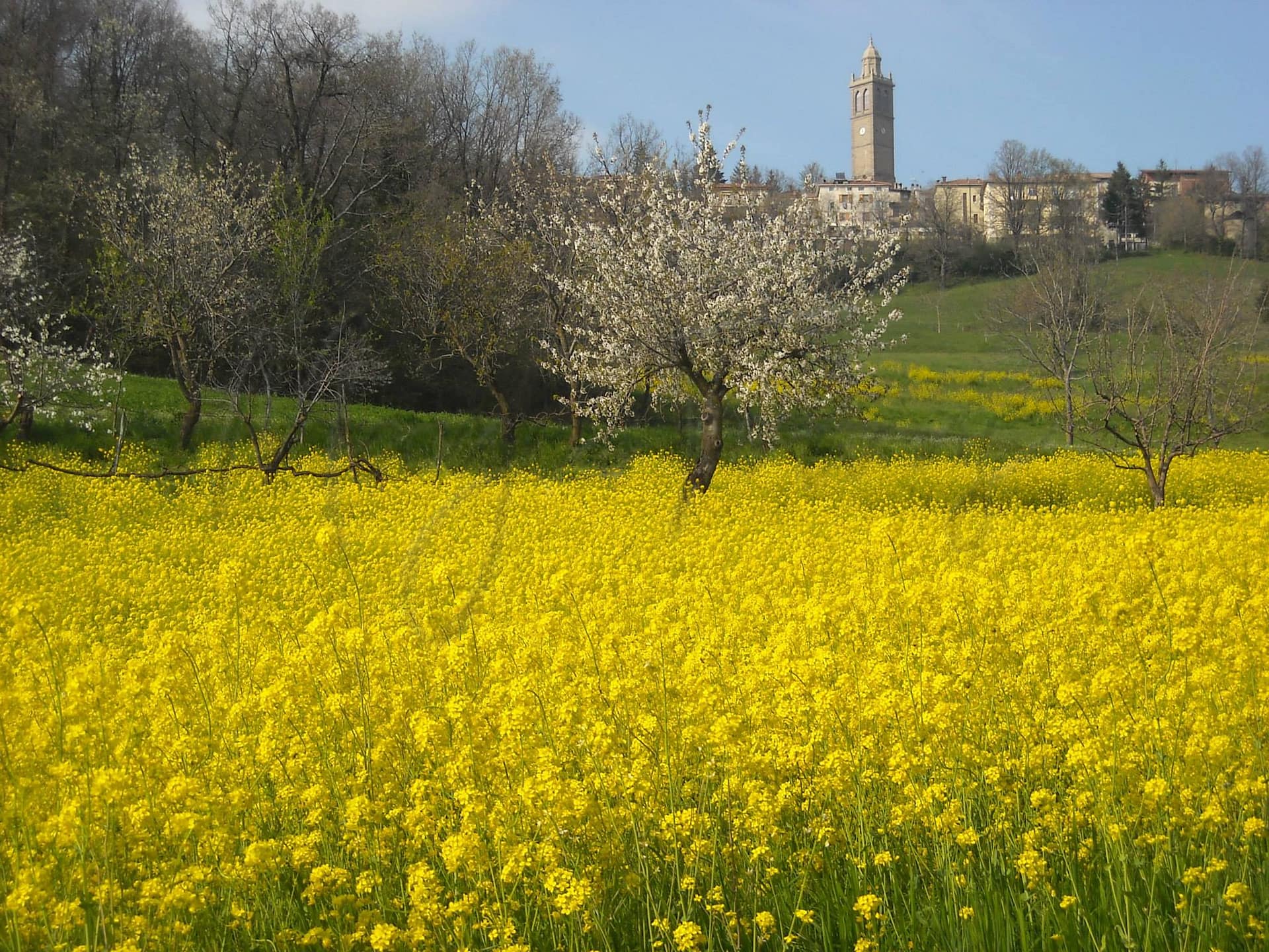 From Australia To Polinago: Winnifred Rosser’s Story 9 Winnifred rosser
